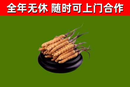 河西回收冬虫夏草