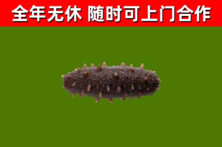 河西回收海参干